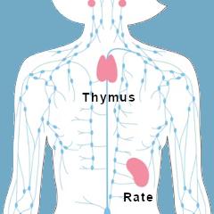 Le thymus n'est pas un organe inutile chez l'adulte finalement, au contraire